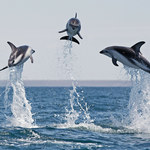 Delfiny są piekielnie inteligentne. Łapią ryby w niezwykły sposób