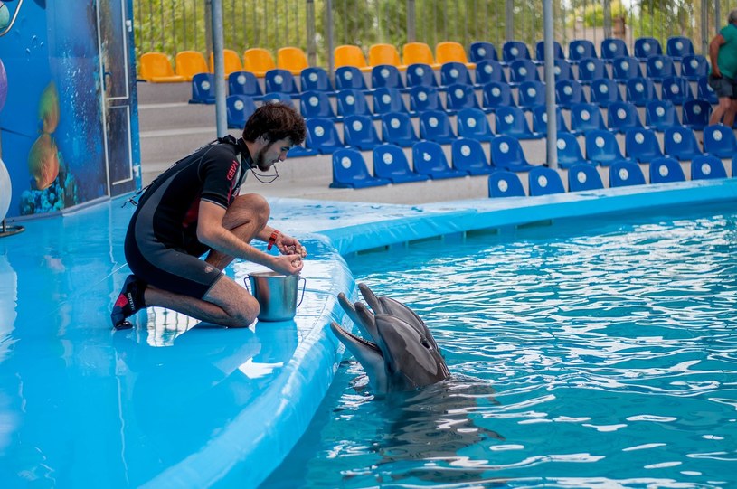 Delfiny to niezwykle ciekawe ssaki wodne. Jakie tajemnice ukrywają przed ludźmi? /Pixel
