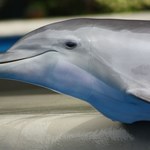 Delfiny uratowały mu życie. Służby są pod wrażeniem