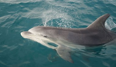 Delfiny używają koralowców do leczenia infekcji