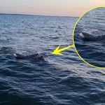 Delfiny w polskim Bałtyku. Widziano je w Kołobrzegu i Jastrzębiej Górze