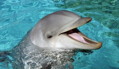 Delfiny walczyły o życie. Ratownicy podjęli ryzykowną decyzję