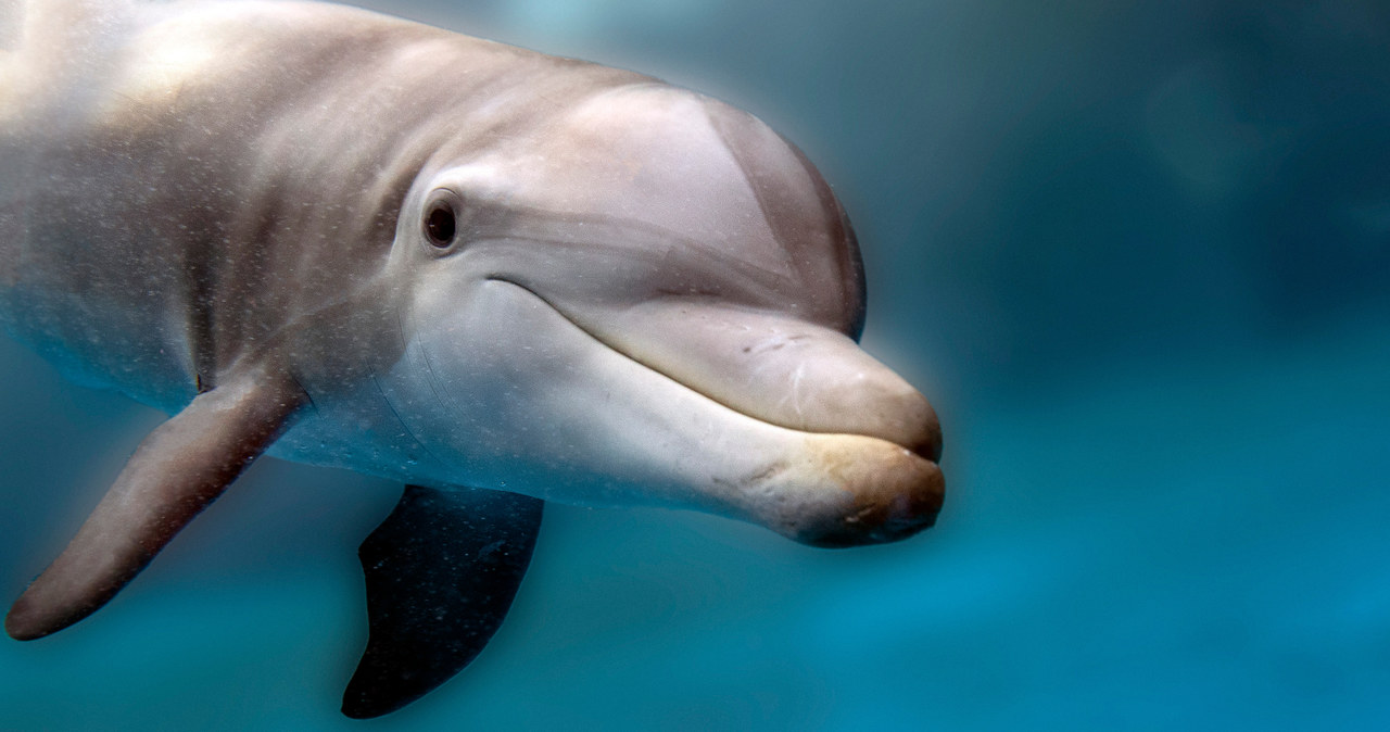 Delfiny wcale się nie uśmiechają, zwłaszcza podczas polowań /123RF/PICSEL