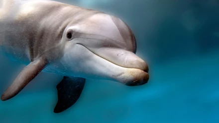 Delfiny 