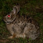 Demoniczne "zające zombie". Czym są futrzaki z naroślami?