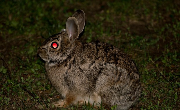 Demoniczne "zające zombie". Czym są futrzaki z naroślami?