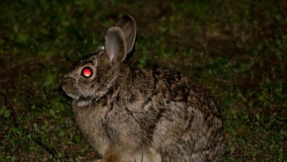 Demoniczne "zające zombie". Czym są futrzaki z naroślami?