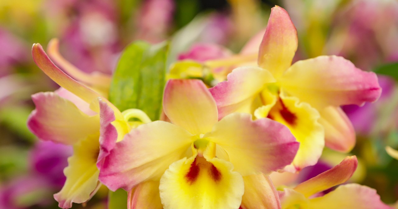 Dendrobium phalenposis to idealna roślina dla początkujących /123RF/PICSEL