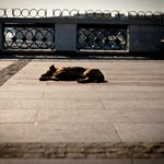 Deputowany z Rosji chciał wykorzystać bezdomne psy do samobójczych ataków na wojnie