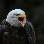 Deregulacje Trumpa uderzą w zwierzęta. Jedno słowo, a może zmienić wszystko