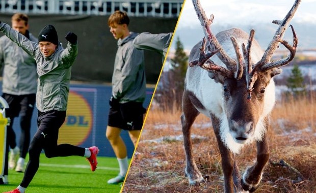 Desperacja kibiców: Ryby i mięso z renifera za bilety 