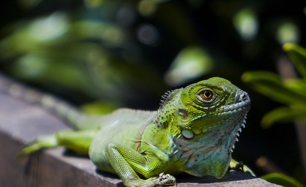 Deszcz legwanów na Florydzie. Spadają z drzew z powodu zima [FILMY]