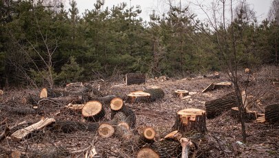 ​Dewastacja przyrody w objętej ochroną dolinie Bugu. Tysiące ściętych drzew