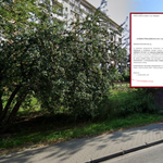 Deweloper wyciął drzewa, żeby zbudować parking. Kłótnia na Bielanach