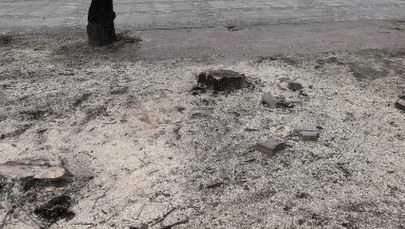 "DGP": Chcesz wyciąć drzewo - musisz to zarejestrować