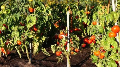 "DGP": Coraz mniej wytwórców zdrowego jedzenia - a zapotrzebowanie rośnie