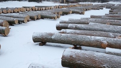 "DGP": Nowe zasady wycinki wyhamowały wiele inwestycji