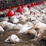 "DGP": Ptasia grypa blokuje eksport drobiu i jaj