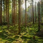 Diametralna zmiana w lasach Europy. Spowodowały ją wielkie ssaki