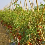 Dieta pomidorowa chroni przed rakiem piersi