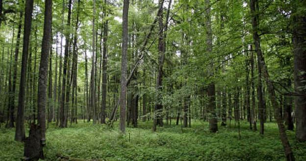Dieter Lorenc, który od 1977 roku mieszka w Niemczech, nadal jest właścicielem lasu na Mazurach /AFP