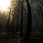 Digested – nadchodzi horror w stylu "Blair Witch Project"