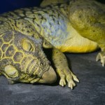 smok wawelski Dinozaur jak smok wawelski. Zaskakująca zawartość żołądka