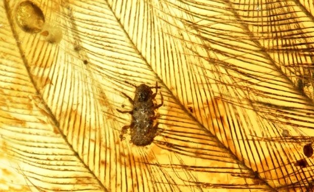 Dinozaury miały wstydliwy problem