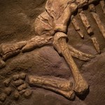Dinozaury mogły ćwierkać jak ptaki. Odkrycie zachowanej krtani 