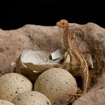 Dinozaury za dużo czasu spędzały w jajach - dlatego wyginęły?