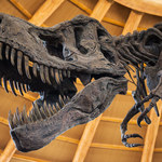 Dinozaury zaczęły wymierać jeszcze przed uderzeniem asteroidy