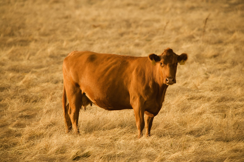 Dla 7 proc. dorosłych Amerykanów brązowe krowy są źródłem czekoladowego mleka /© Glowimages