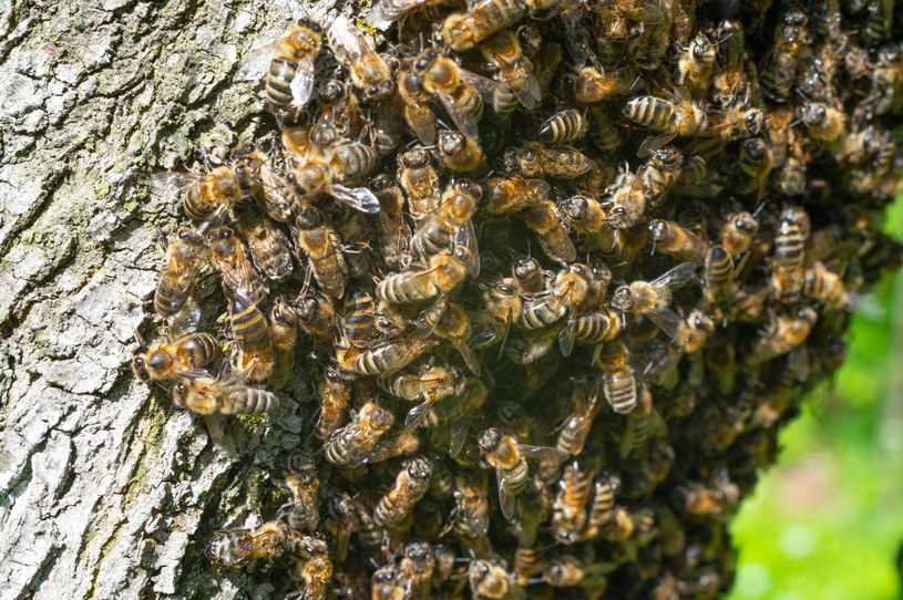 Dla dobra wszystkich - lepiej zostawić pszczoły w spokoju /123RF/PICSEL