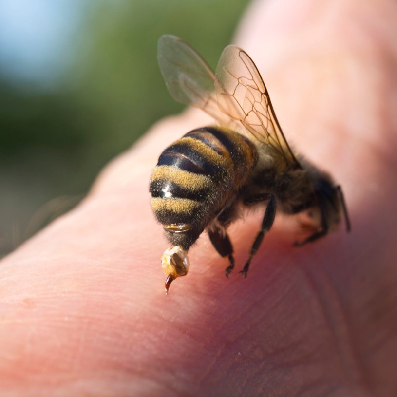 Dla osoby uczulonej użądlenie pszczoły może być śmiertelnie niebezpieczne /123RF/PICSEL