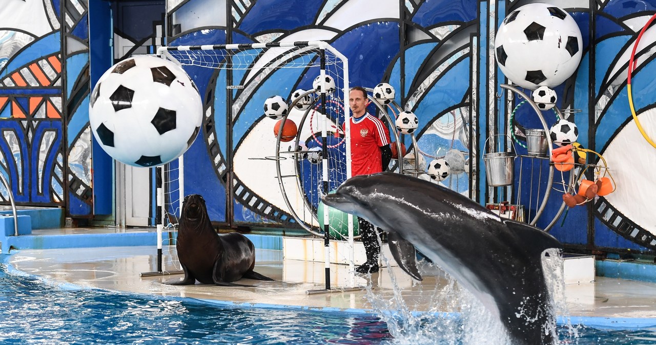 Dla polskich piłkarzy został przygotowany pokaz w delfinarium /Jacek Piski /Reporter