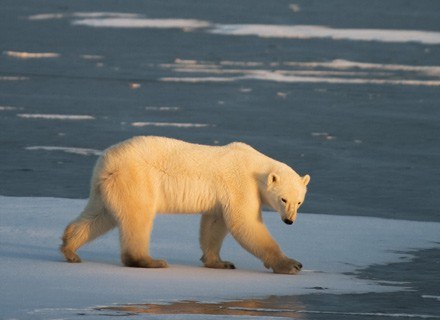 Dla tego niedźwiedzia byłaby to bardzo dobra wiadomość. Manitoba (Kanada), listopad 2007 /AFP