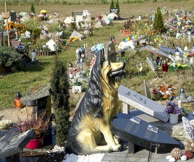 Dla zwierząt stworzono specjalne cmentarze. Wiemy, ile kosztuje grób dla pupila
