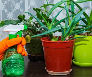 Dlaczego aloes żółknie? Reaguj od razu, inaczej skończy marnie