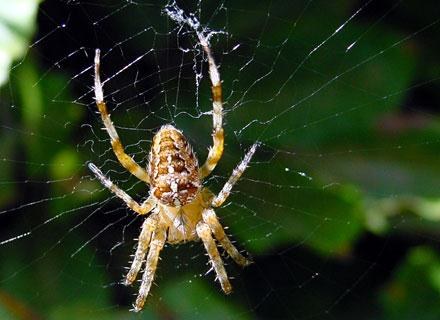 Dlaczego boimy się pająków i węży? /&copy; Panthermedia