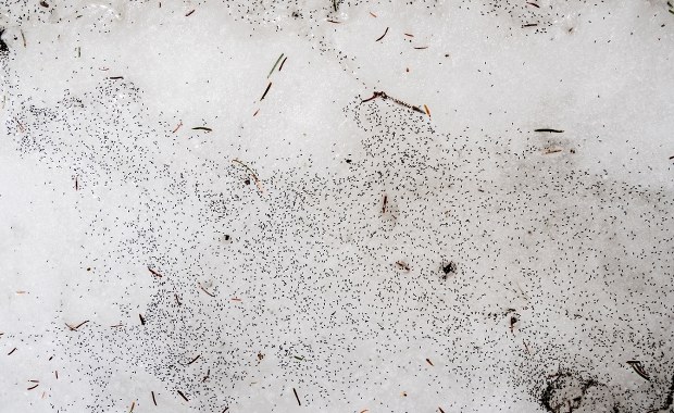 ​Dlaczego "brudny śnieg" podskakuje? Nietypowe zjawisko w Polsce