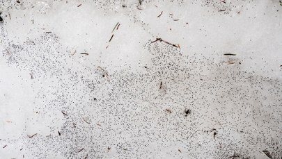 ​Dlaczego "brudny śnieg" podskakuje? Nietypowe zjawisko w Polsce