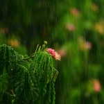 Dlaczego deszcz pachnie? Odpowiedź cię zaskoczy