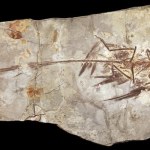 Dlaczego dinozaury nie mogły być wielkości chomika? Przełomowa analiza