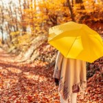 liście Dlaczego drzewa wcześniej gubią liście? Eksperci z Wrocławia wyjaśniają