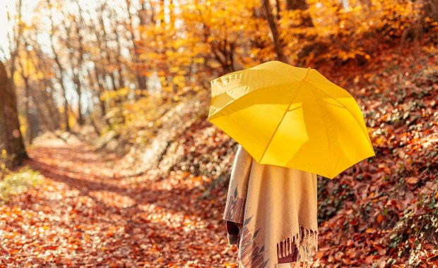 Dlaczego drzewa wcześniej gubią liście? Eksperci z Wrocławia wyjaśniają