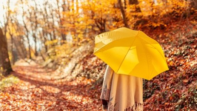 Dlaczego drzewa wcześniej gubią liście? Eksperci z Wrocławia wyjaśniają