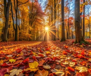 Dlaczego drzewa zrzucają liście? 