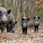 Dlaczego dziki są w miastach? Eksperci nie znają ich prawdziwej liczby 