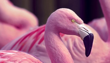 Dlaczego flamingi się nie starzeją. To sekret ich długowieczności