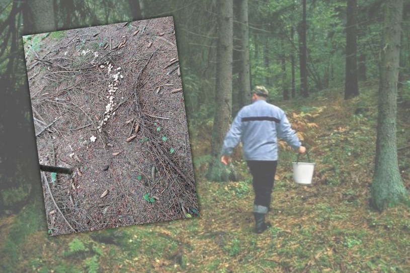 Dlaczego grzyby rosną w kręgach? Czarny krąg pojawił się w sądeckim lesie (fot. archiwum prywatne) /123RF/PICSEL